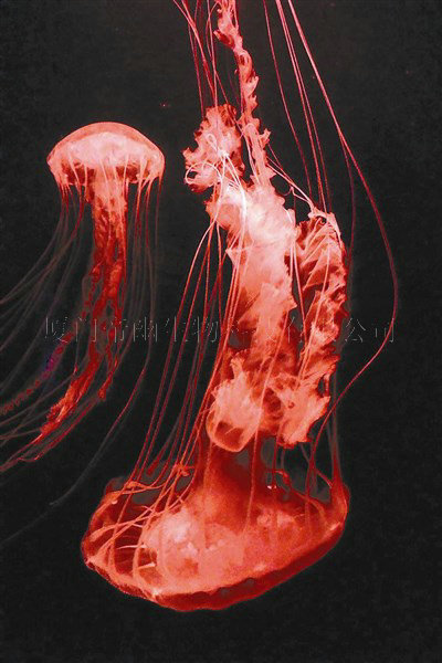 黑海刺水母